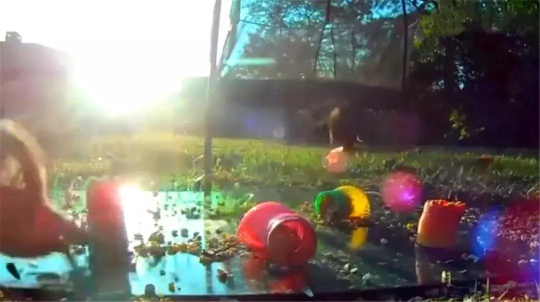 花栗鼠吃松鼠视频,花栗鼠吃虫子视频