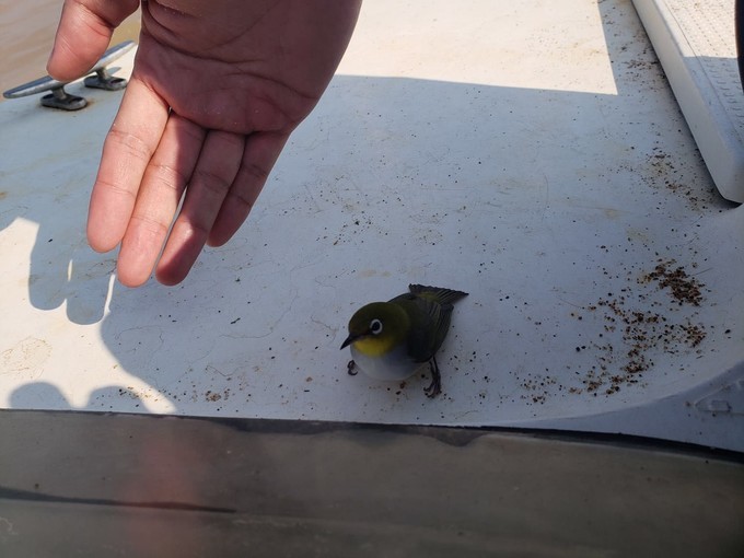 东营黄河入海口旅游攻略,东营河海交汇旅游攻略