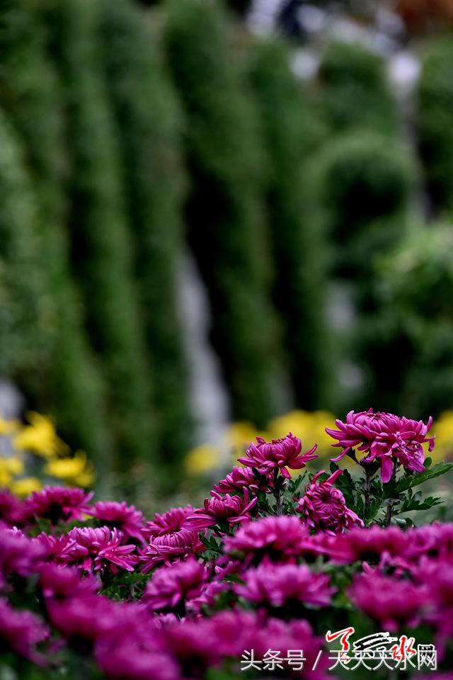 天水麦积菊展,金秋菊展日记