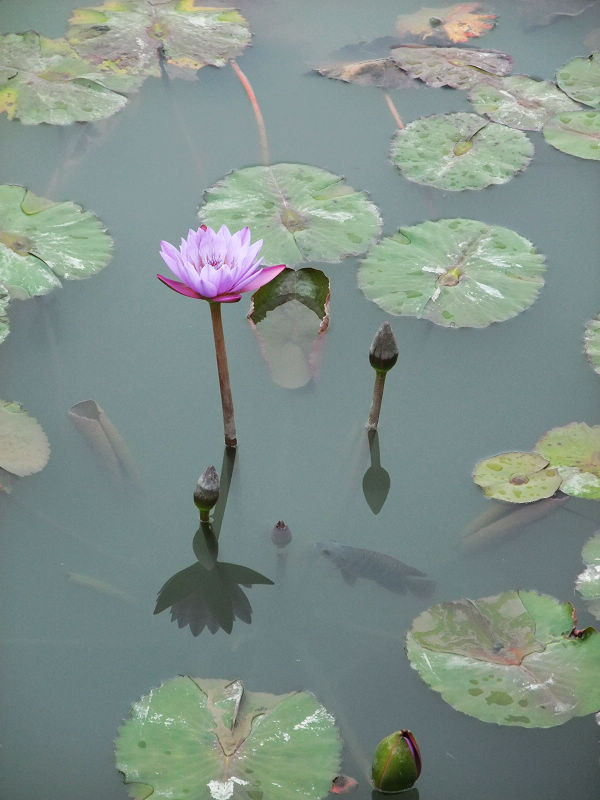 穷驴500块囧囧游香港（详细攻略带图）