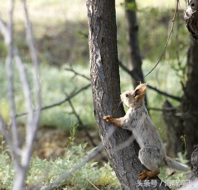 天南地北看松鼠还是太白松鼠美