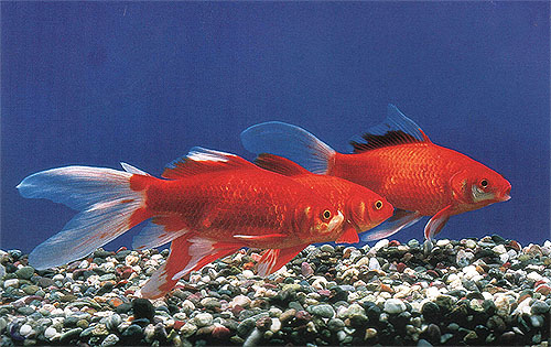 泰帽金鱼是什么品种,金鱼品种如何分类图解大全