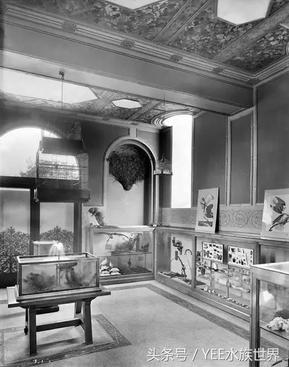 观赏水族养殖关键技术,水族养殖欣赏