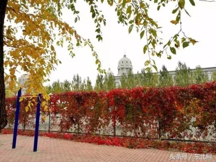 哈尔滨高校打卡,哈尔滨的风向标著名打卡地