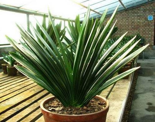 君子兰品种大全一盆多少钱,新手入门首先选的君子兰品种介绍