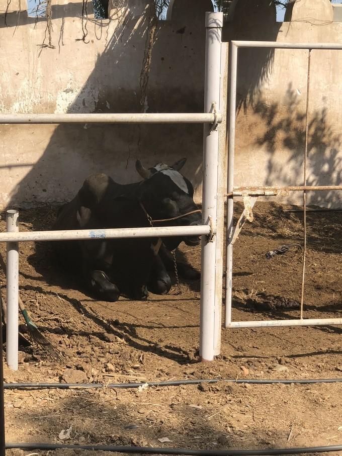 阿联酋沙漠之旅骑着骆驼去旅行,记录一次说走就走的阿联酋迪拜游