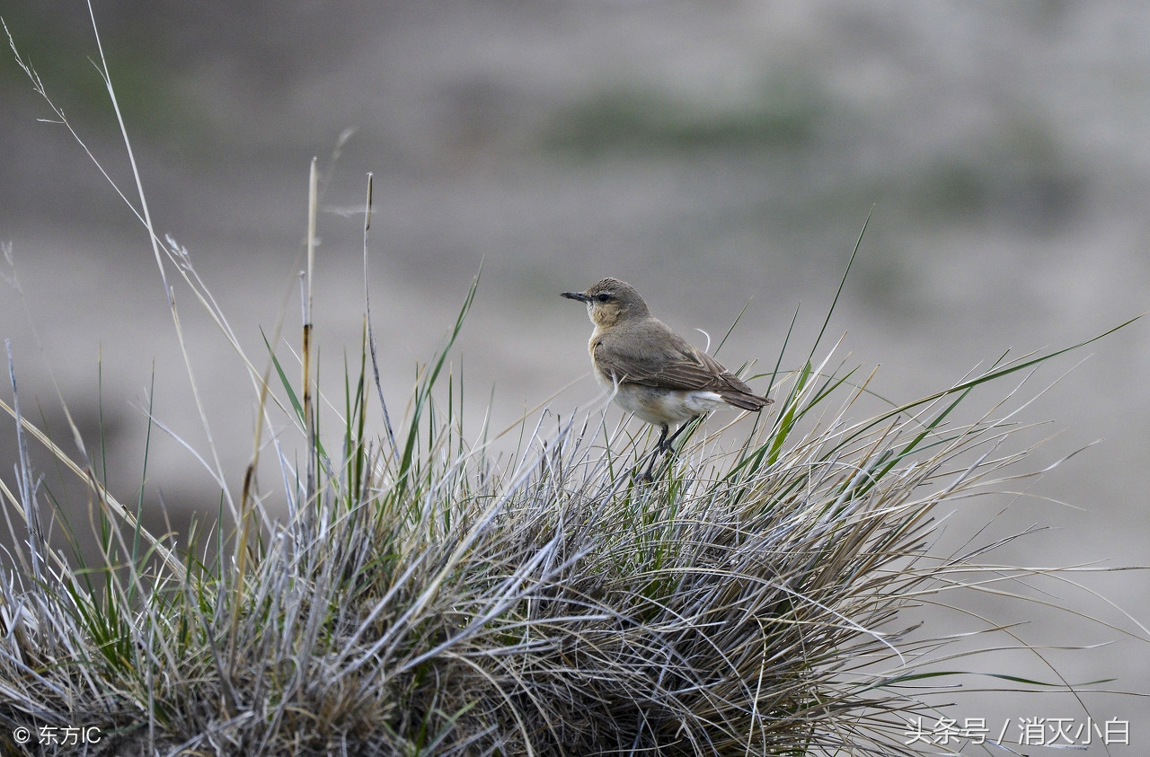 本以为是个悲伤的故事搞笑视频,最经典的笑话每一段都能笑死人