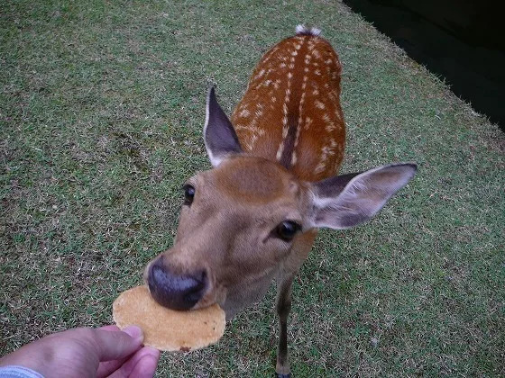 日本奈良小鹿饿到只吃草,聪明的日本奈良小鹿