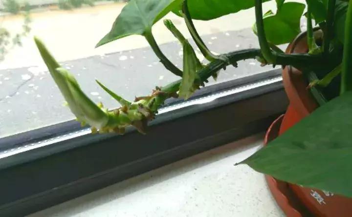 绿萝实用小技巧,绿萝经常放通风口能长得快吗