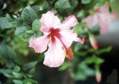 各国花图片,各国花大全