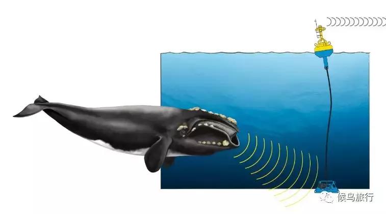 出海看到蓝鲸的感受是什么,当你下海看见一只虎鲸感觉是什么