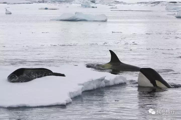 出海看到蓝鲸的感受是什么,当你下海看见一只虎鲸感觉是什么