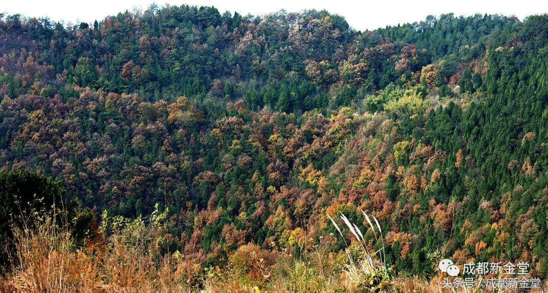 金堂秋色,秋天金堂十大必去景点