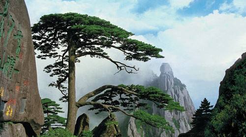 中国十大千年古树，你知道是什么吗？