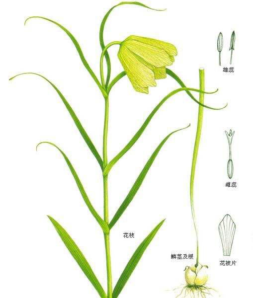 中药材川贝母鉴别,中药材川贝母溯源报告
