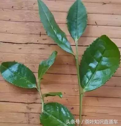 武夷岩茶圆形制茶机怎么用,岩茶制茶全过程