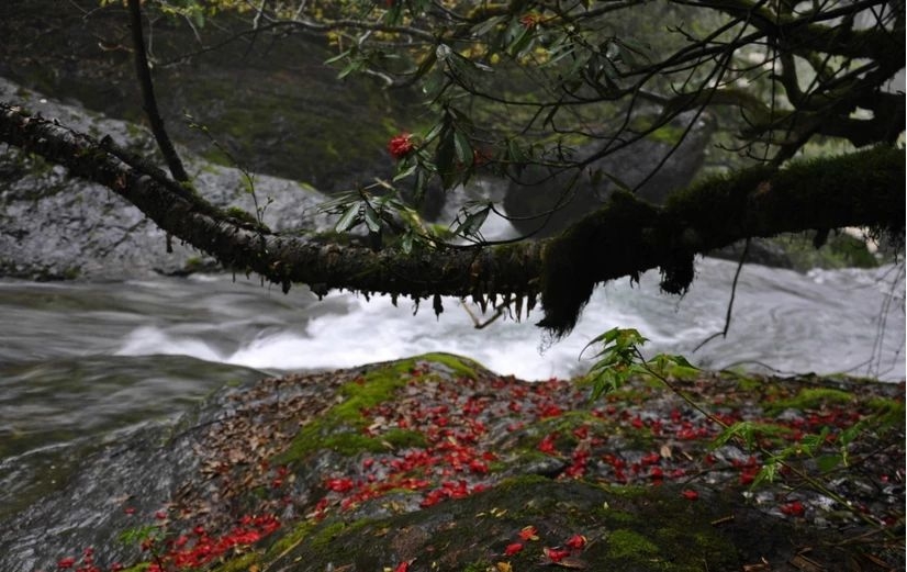 百慕大黑竹沟未解之谜,指南针失效