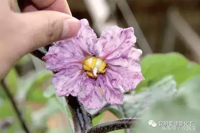 治作物病毒病的有什么好药吗,牛皮癣的真菌感染怎么治疗