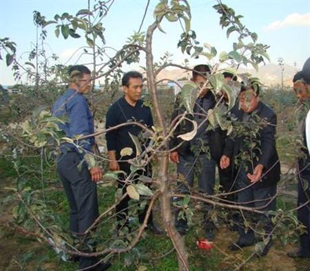 苹果树修剪什么叫三套枝修剪,苹果树修剪方法视频