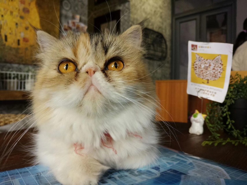 慵懒喵喵吸猫场所,吸猫者必去的十个地方