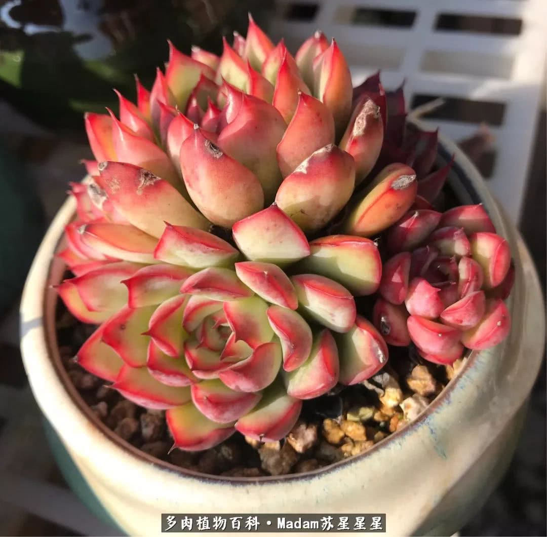 养多肉就是在不断折腾中寻找快乐,养多肉是我坚持做的最久的一件事