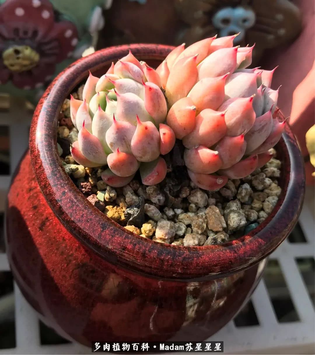 养多肉就是在不断折腾中寻找快乐,养多肉是我坚持做的最久的一件事