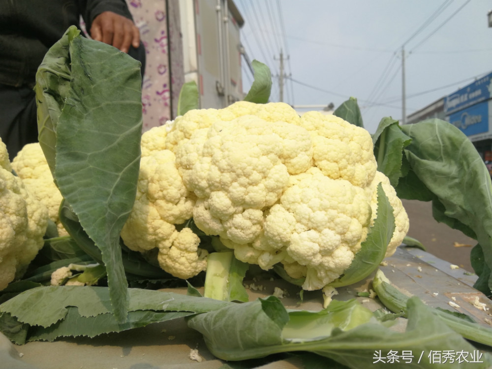 农民种菜挣钱的方法,大棚种植什么蔬菜最赚钱