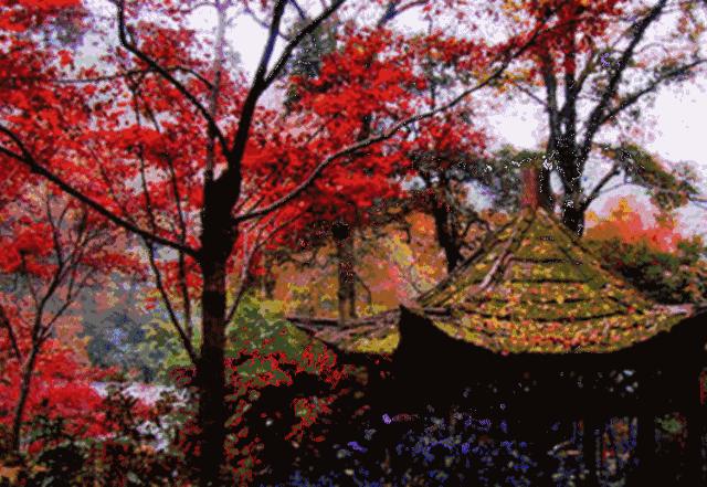 河南省赏红叶一日游,河南省秋天红叶最佳去处