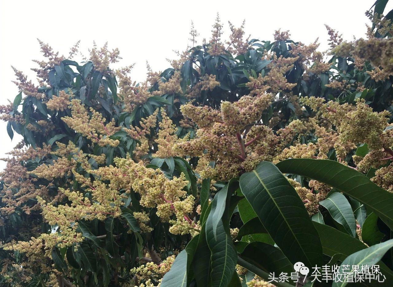 芒果果期主要病害,芒果结果太多如何疏果