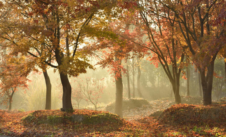 看看粉黛乱子草有多惊艳,粉黛乱子草被踩秃