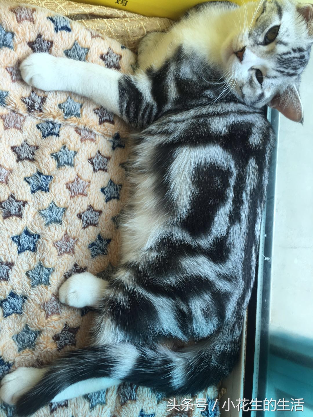 不小心踩到了猫尾巴掉了一撮毛,不小心把猫踩了给他道歉行吗