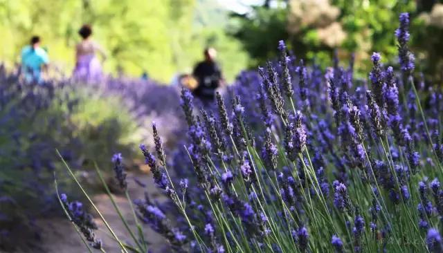 在越南护照和签证丢了怎么办,留学护照丢了签证怎么办