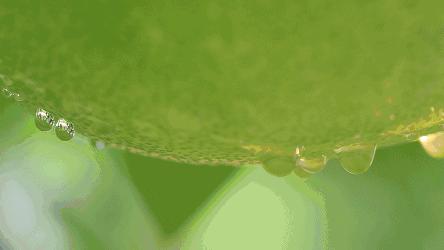 宣恩县县长宣传贡水白柚,恩施宣恩贡水白柚