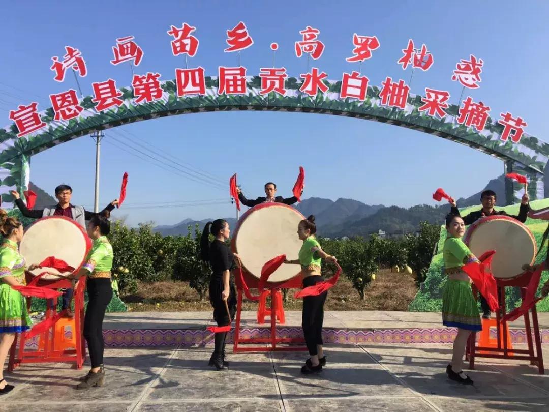 宣恩县县长宣传贡水白柚,恩施宣恩贡水白柚