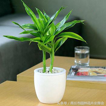 家里的富贵竹长得太高好不好,富贵竹一般养几支才吉利