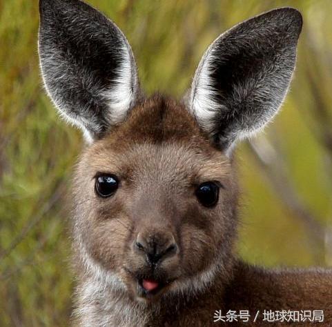 袋鼠可以吃桉树叶吗,袋鼠可以吃番茄吗