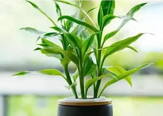 富贵竹拦腰剪断之后多久能发芽,富贵竹长得太高剪断留哪部分