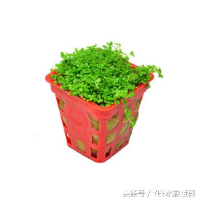 水草造景的优缺点,水草造景前景