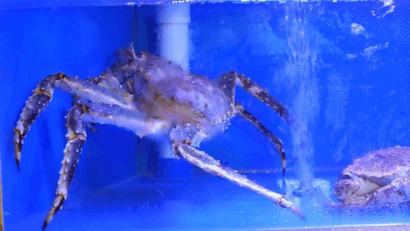 这里的海鲜竟然会蒸桑拿,让你一秒穿越到东南亚!