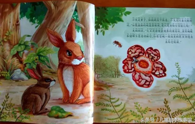 儿童绘本故事美丽的风景,花儿的故事绘本