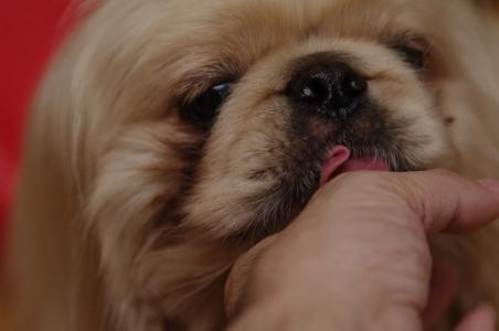 常被误解的4个狗狗肢体语言,狗狗的肢体语言你了解吗