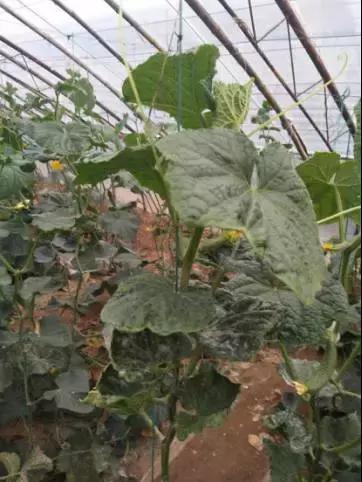 如何科学区分和防治黄瓜病害