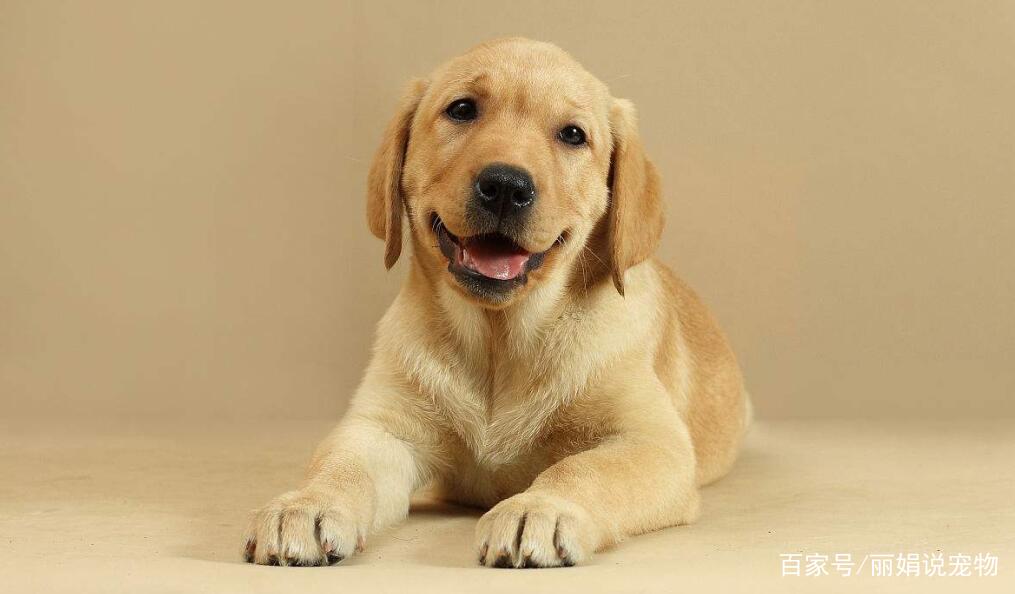 金毛*交犬**配需要注意些什么？