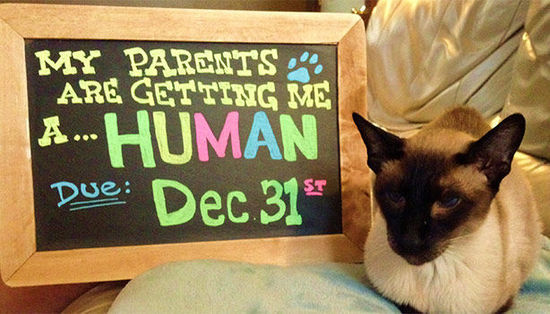 怀孕官宣模板长视频,怀孕官宣模板可爱