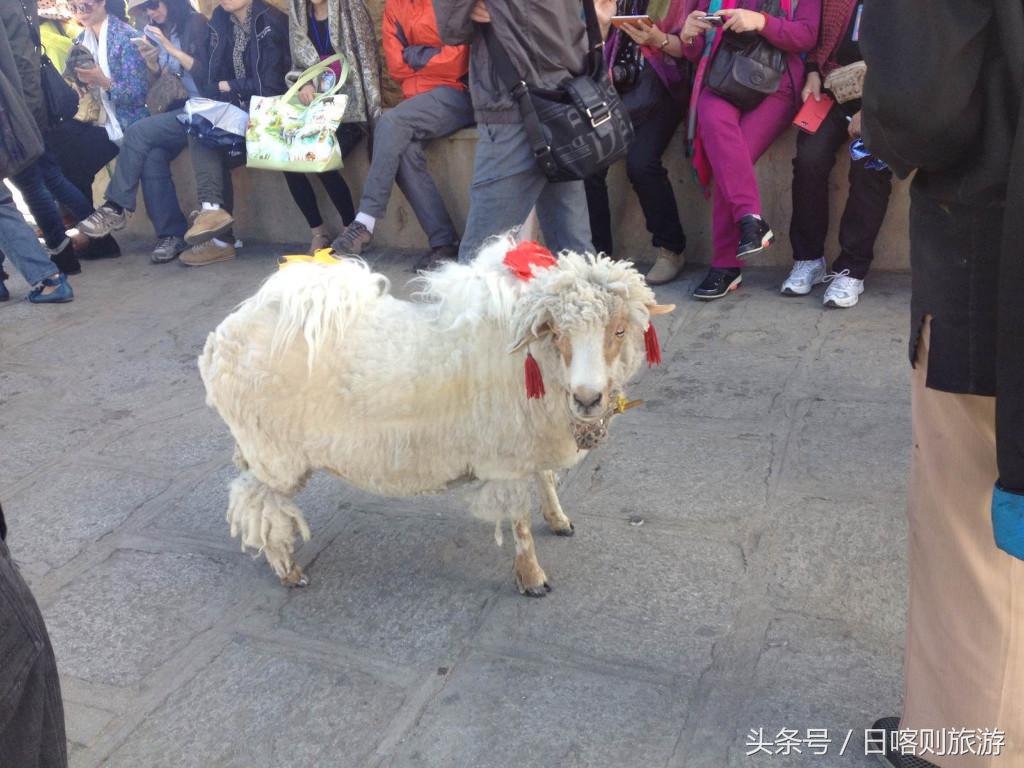 新藏自驾游详细攻略,藏西高原自驾游攻略