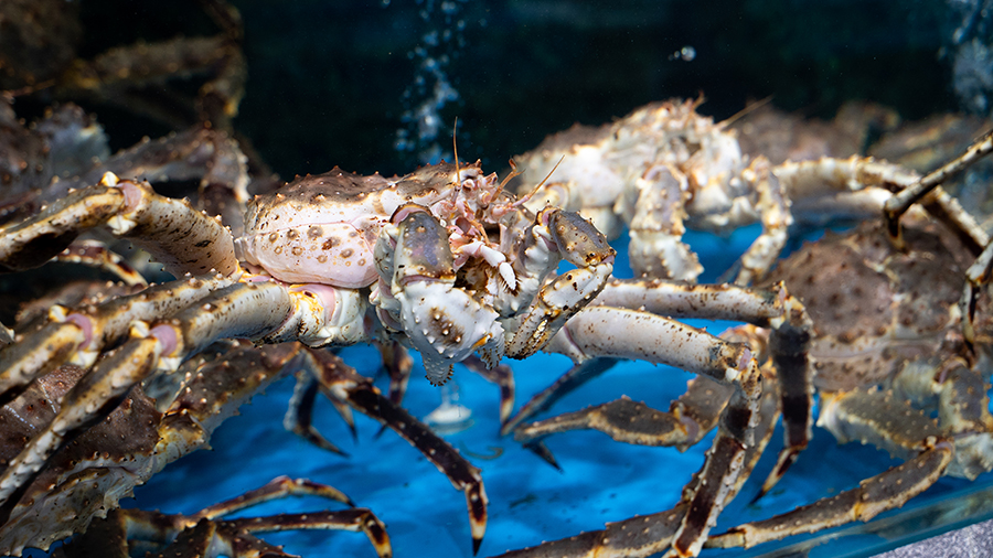 逛水族馆满脑子都是海鲜,水族馆里的海鲜
