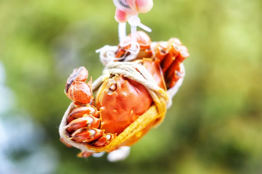 品尝清蒸大闸蟹公蟹和母蟹,清蒸大闸蟹前蟹需要处理吗