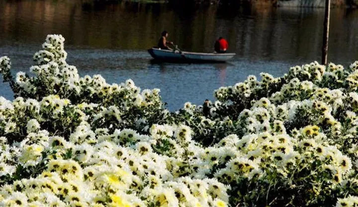 怀菊毫菊杭菊滁菊对比图,亳菊滁菊贡菊杭菊鉴别