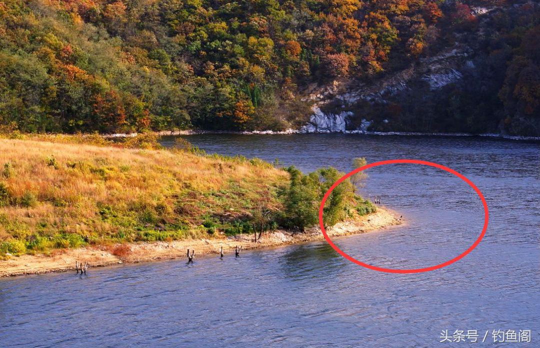 钓青鱼三米的水是不是浅了,钓青鱼三要三不要