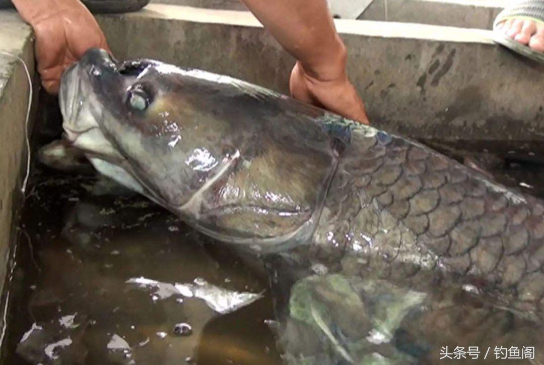 黑坑钓大青鱼巨青,30斤的青鱼算是巨青吗
